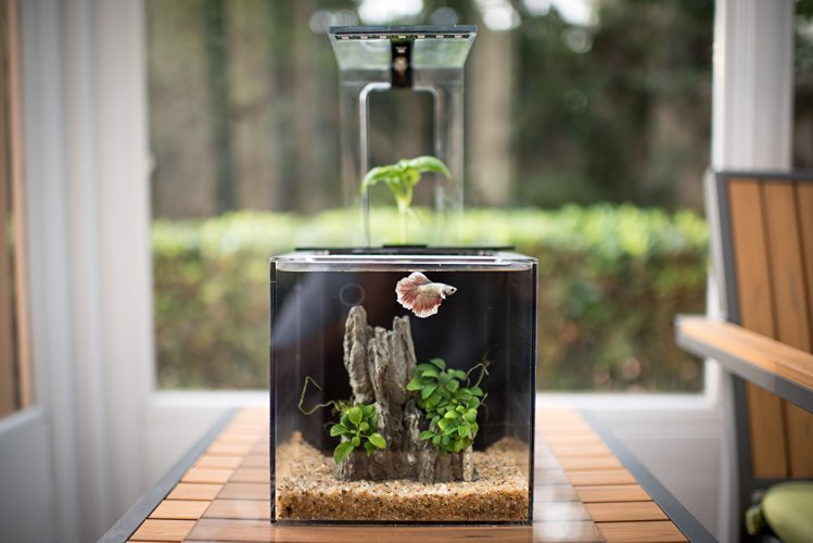 EcoQube Aquarium- Desktop Aquarium Kit for Betta Fish Office Decor and Home Decor