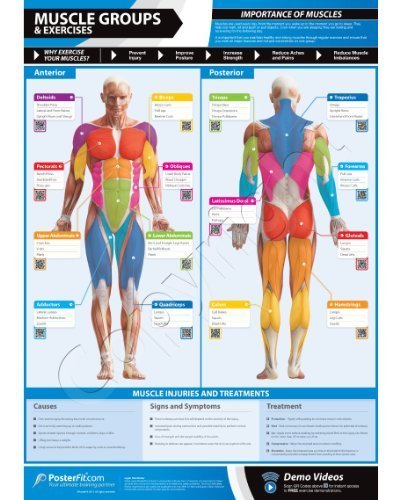 Muscle Groups & Exercises Gym Poster - 33.5" X 24" - Laminated with on-line video training support (smart phone only)