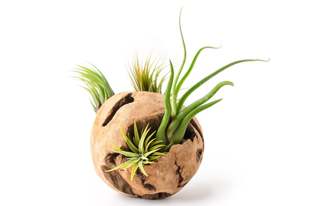 Hinterland Trading Hinterland Trading Driftwood Orb Air Plant Vase